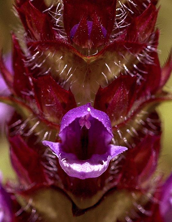 Self Heal, Prunella vulgaris.jpg